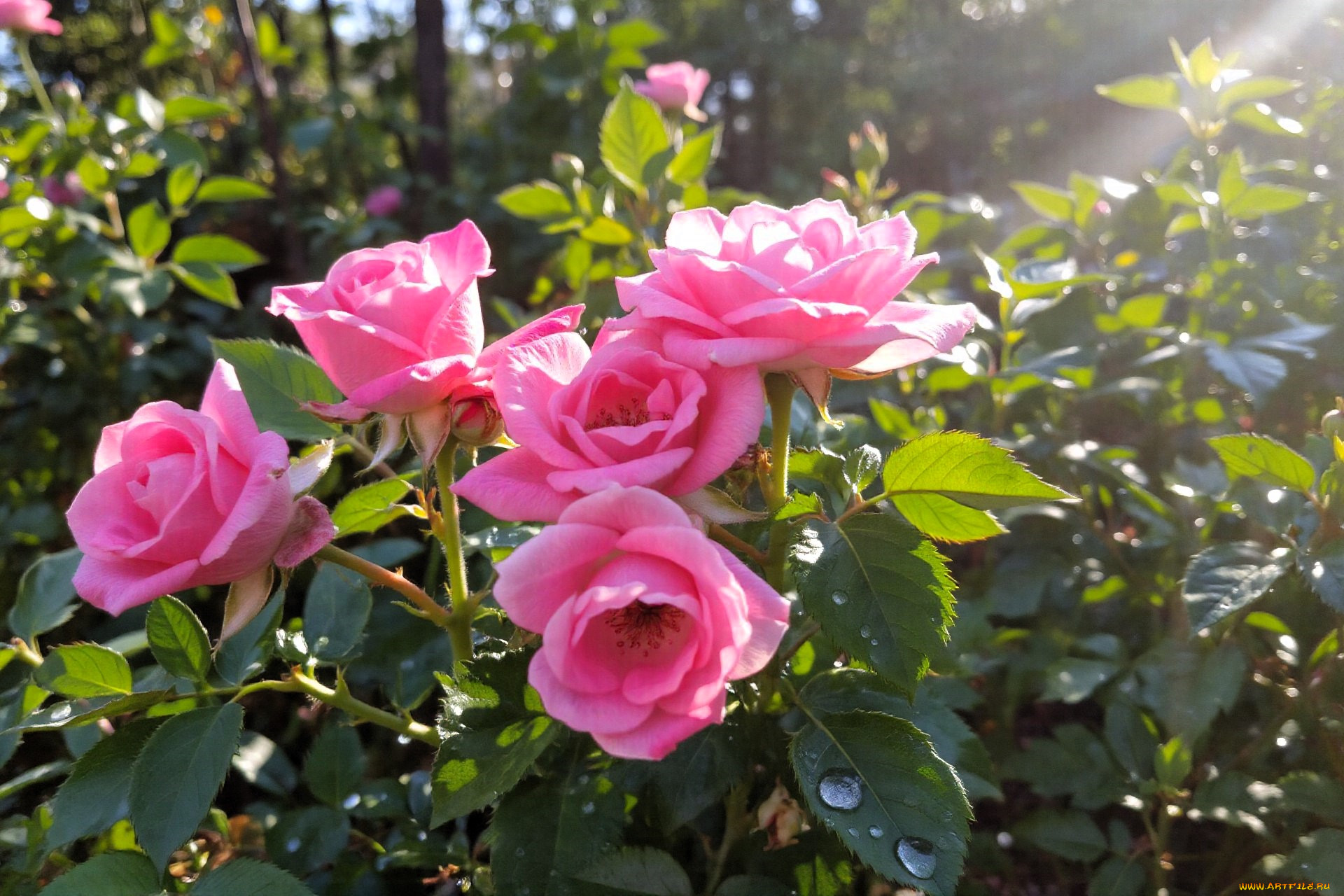 3� �������, ����� , flowers, ����, �������, �����, ���